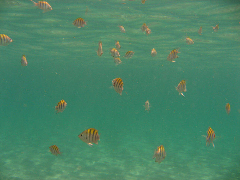 Red-Reef-Park-Underwater-Snorkeling-Pictures-Boca-Raton-FL-012