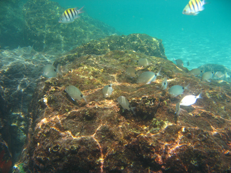 Red-Reef-Park-Underwater-Snorkeling-Pictures-Boca-Raton-FL-015