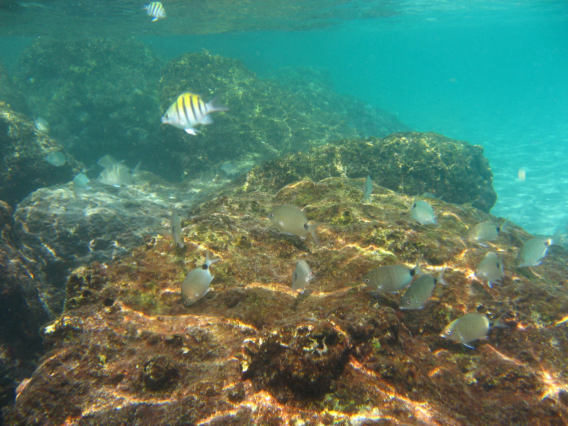 Red-Reef-Park-Underwater-Snorkeling-Pictures-Boca-Raton-FL-016