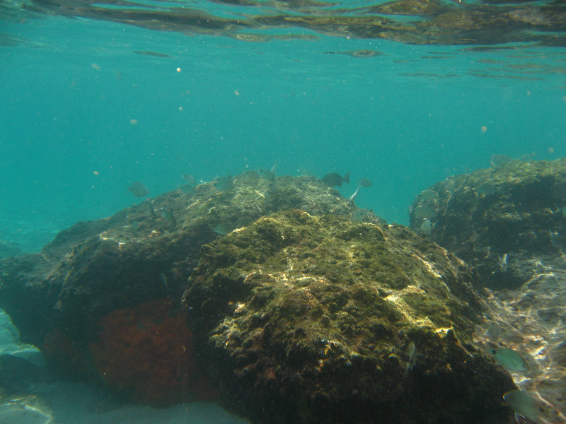 Red-Reef-Park-Underwater-Snorkeling-Pictures-Boca-Raton-FL-021