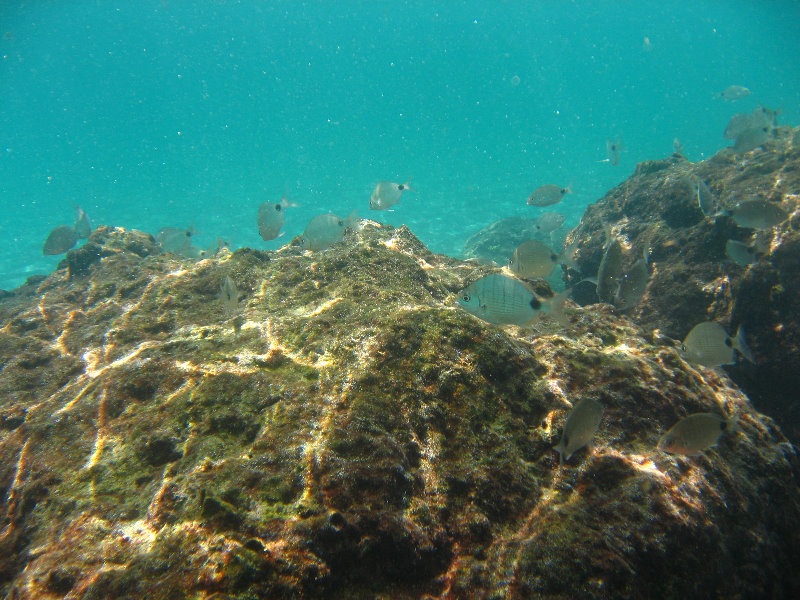 Red-Reef-Park-Underwater-Snorkeling-Pictures-Boca-Raton-FL-023