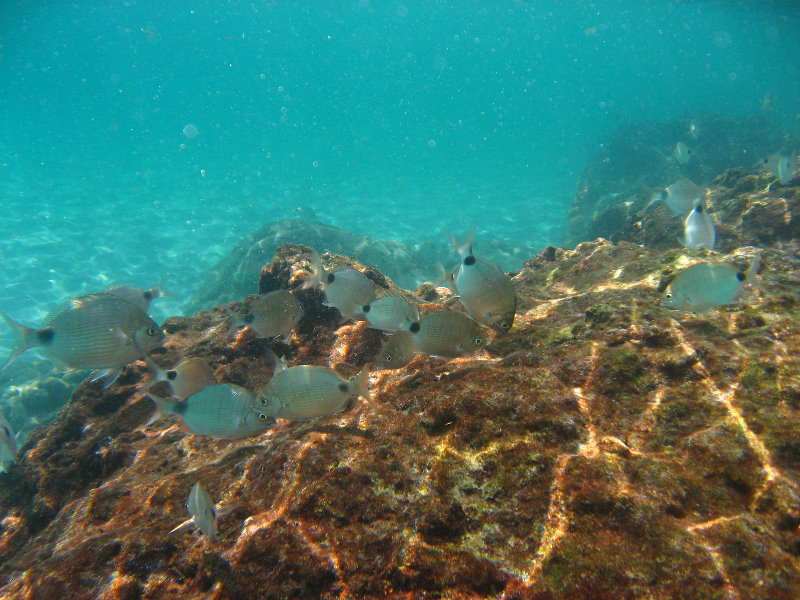 Red-Reef-Park-Underwater-Snorkeling-Pictures-Boca-Raton-FL-024