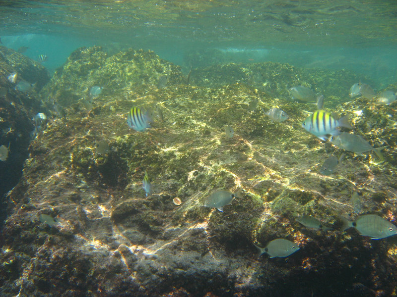 Red-Reef-Park-Underwater-Snorkeling-Pictures-Boca-Raton-FL-025