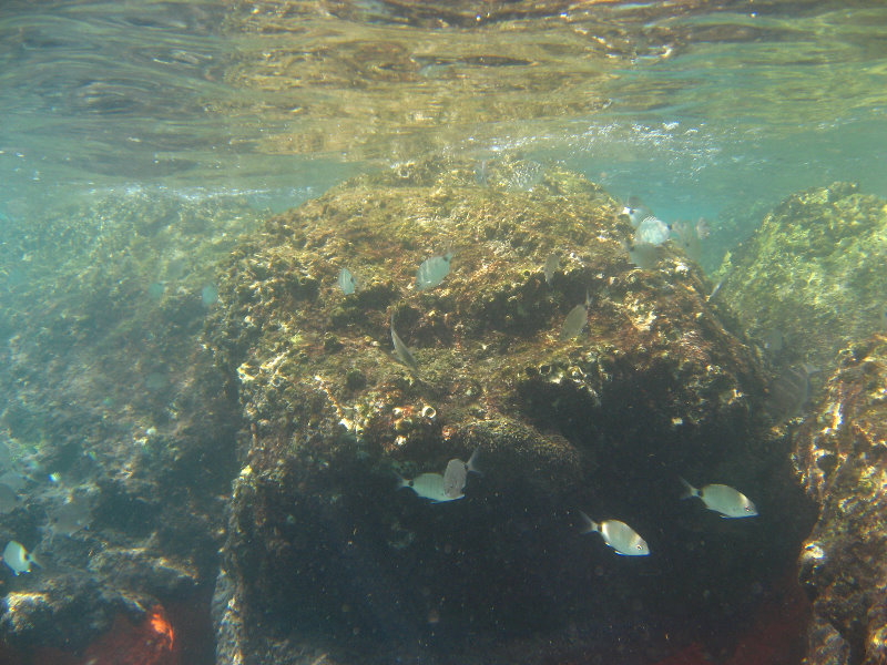 Red-Reef-Park-Underwater-Snorkeling-Pictures-Boca-Raton-FL-026
