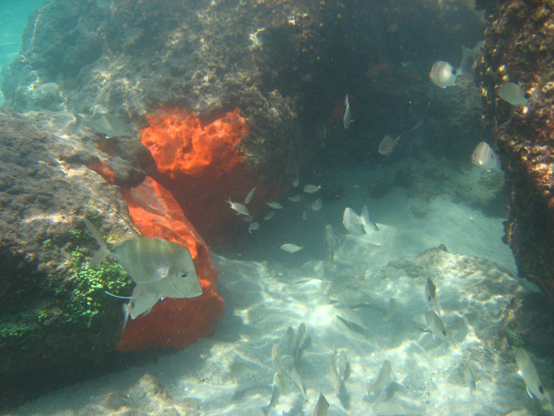 Red-Reef-Park-Underwater-Snorkeling-Pictures-Boca-Raton-FL-030