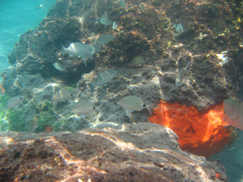 Red-Reef-Park-Underwater-Snorkeling-Pictures-Boca-Raton-FL-034