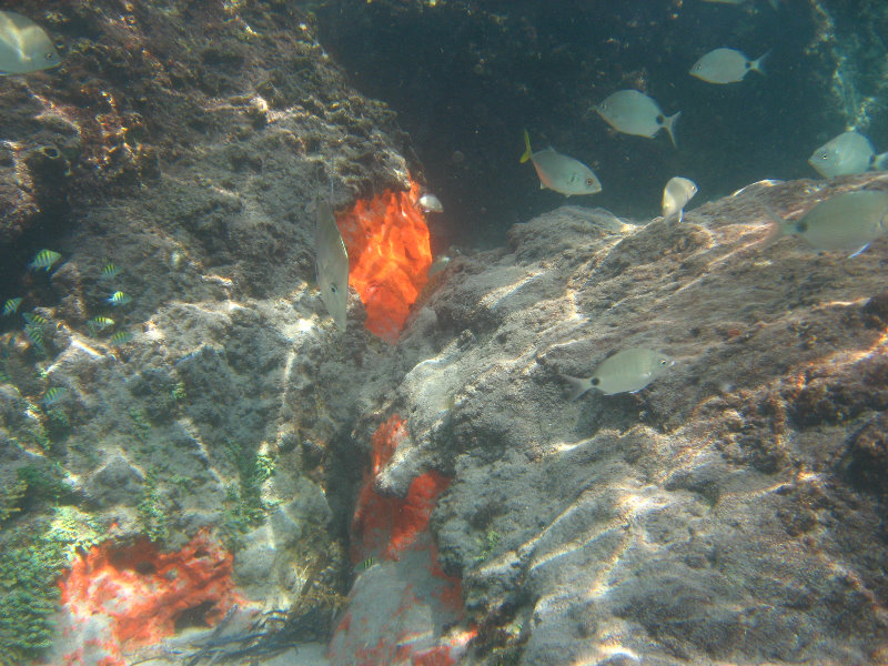 Red-Reef-Park-Underwater-Snorkeling-Pictures-Boca-Raton-FL-035