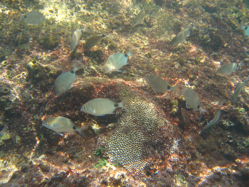 Red-Reef-Park-Underwater-Snorkeling-Pictures-Boca-Raton-FL-036