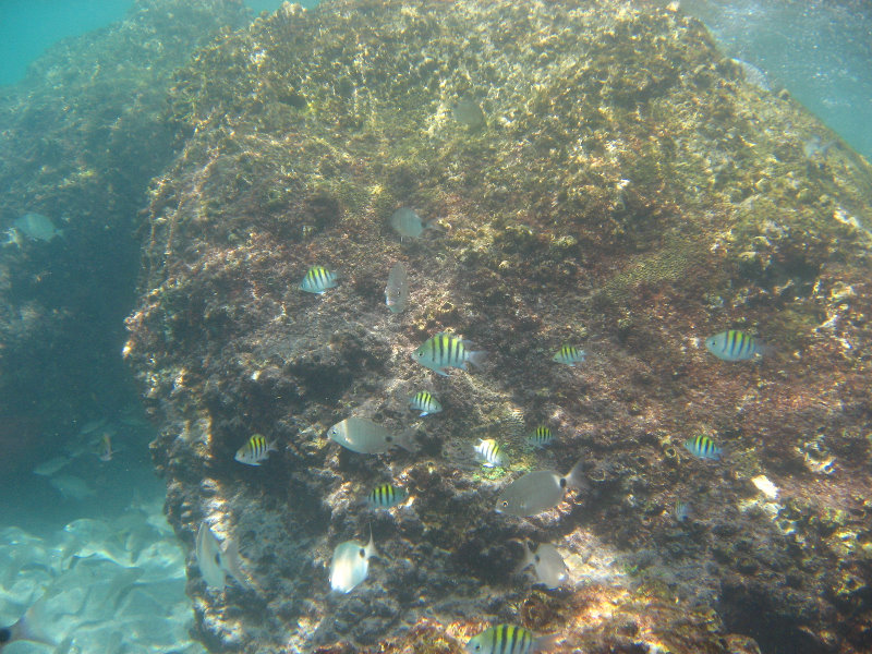 Red-Reef-Park-Underwater-Snorkeling-Pictures-Boca-Raton-FL-039