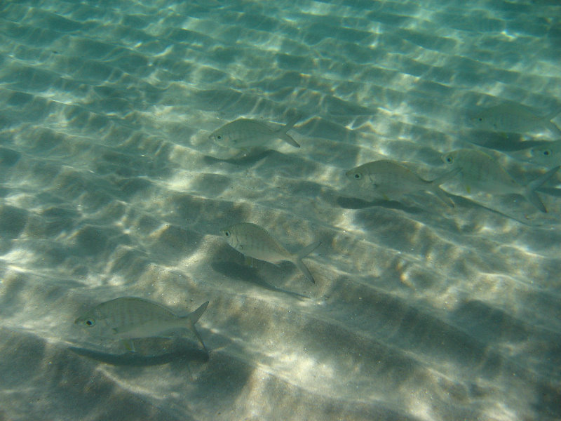 Red-Reef-Park-Underwater-Snorkeling-Pictures-Boca-Raton-FL-044