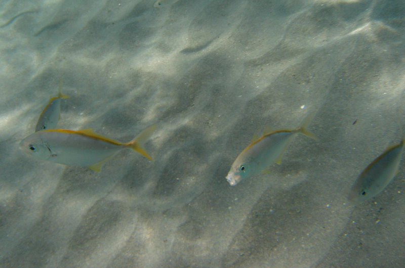 Red-Reef-Park-Underwater-Snorkeling-Pictures-Boca-Raton-FL-048