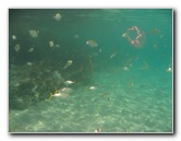 Red-Reef-Park-Underwater-Snorkeling-Pictures-Boca-Raton-FL-004