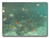 Red-Reef-Park-Underwater-Snorkeling-Pictures-Boca-Raton-FL-005