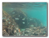 Red-Reef-Park-Underwater-Snorkeling-Pictures-Boca-Raton-FL-007