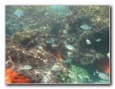 Red-Reef-Park-Underwater-Snorkeling-Pictures-Boca-Raton-FL-014