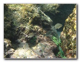 Red-Reef-Park-Underwater-Snorkeling-Pictures-Boca-Raton-FL-018