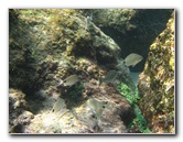 Red-Reef-Park-Underwater-Snorkeling-Pictures-Boca-Raton-FL-018