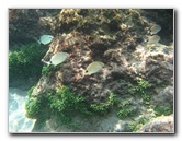 Red-Reef-Park-Underwater-Snorkeling-Pictures-Boca-Raton-FL-020