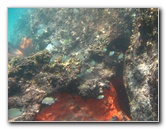 Red-Reef-Park-Underwater-Snorkeling-Pictures-Boca-Raton-FL-028