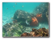 Red-Reef-Park-Underwater-Snorkeling-Pictures-Boca-Raton-FL-029