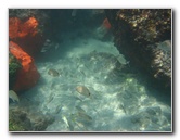 Red-Reef-Park-Underwater-Snorkeling-Pictures-Boca-Raton-FL-040