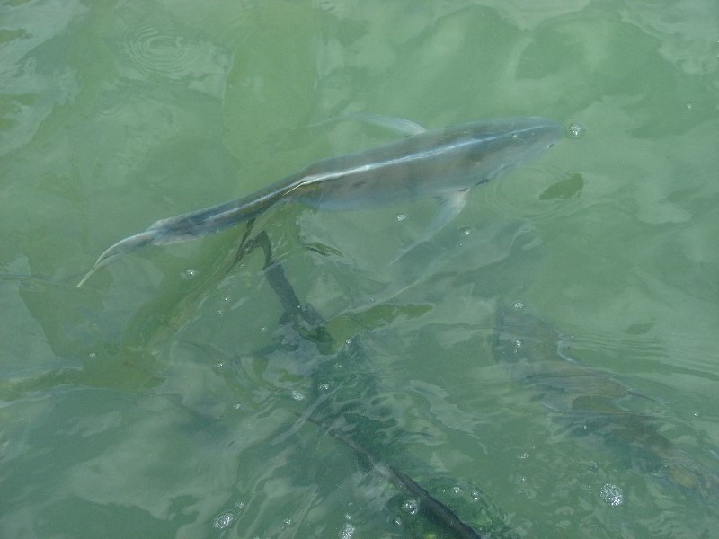 Robbies-Marina-Tarpon-Feeding-Islamorada-FL-003