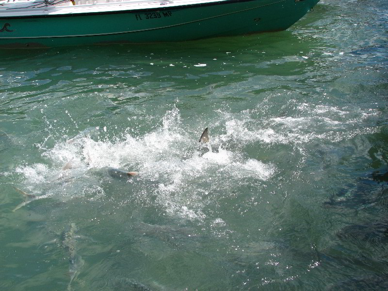 Robbies-Marina-Tarpon-Feeding-Islamorada-FL-004