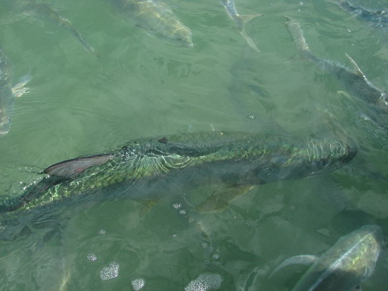 Robbies-Marina-Tarpon-Feeding-Islamorada-FL-005