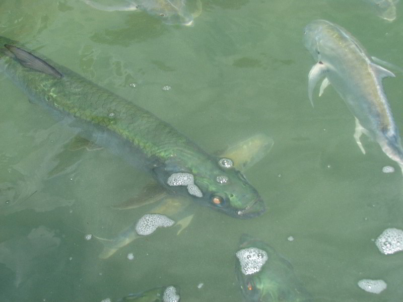 Robbies-Marina-Tarpon-Feeding-Islamorada-FL-006