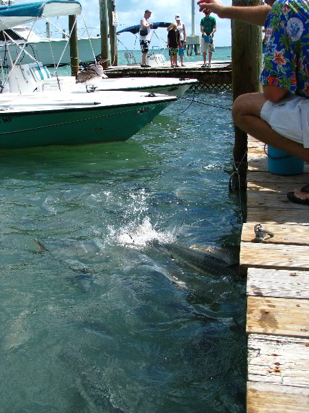 Robbies-Marina-Tarpon-Feeding-Islamorada-FL-008