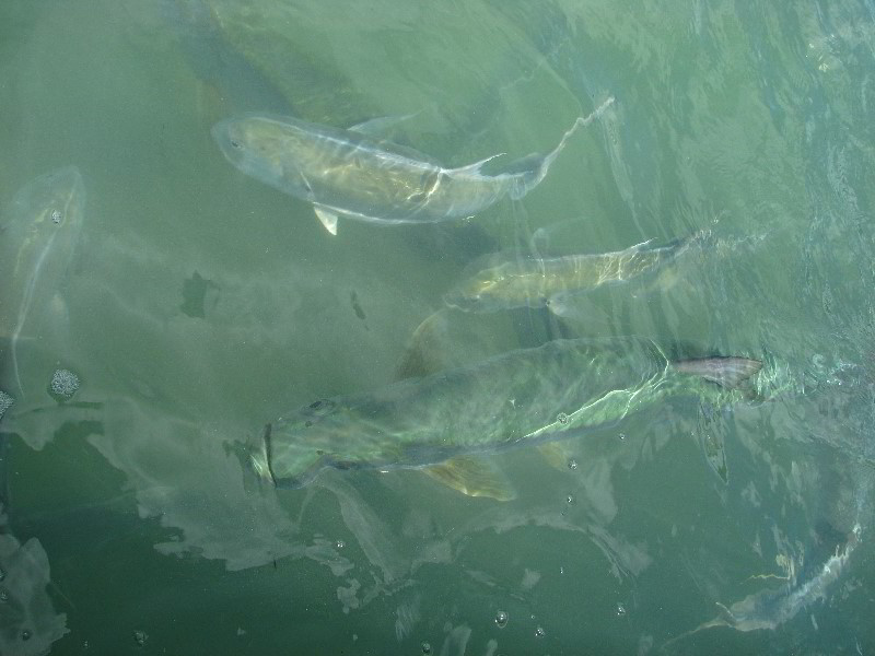 Robbies-Marina-Tarpon-Feeding-Islamorada-FL-009