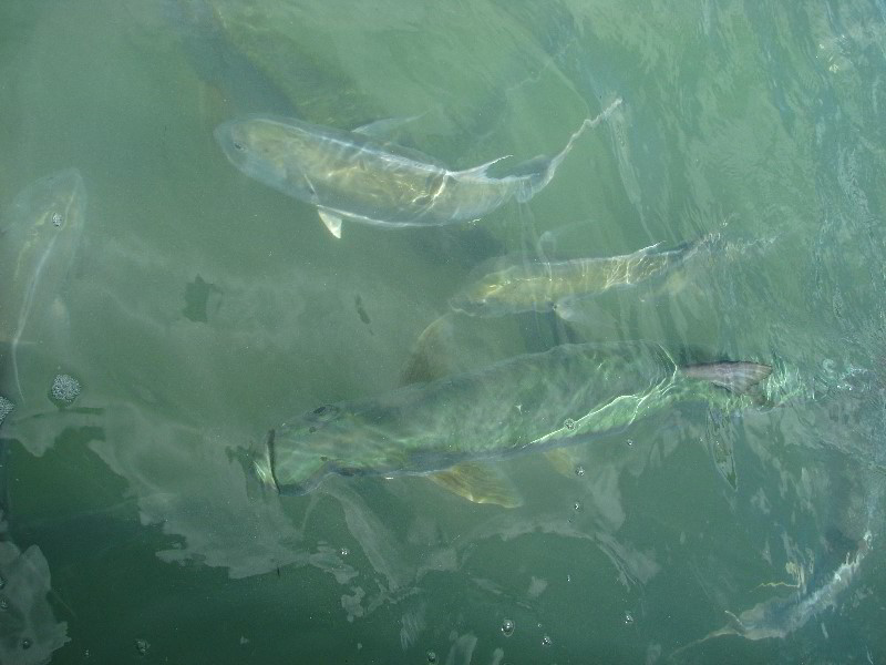 Robbies-Marina-Tarpon-Feeding-Islamorada-FL-009