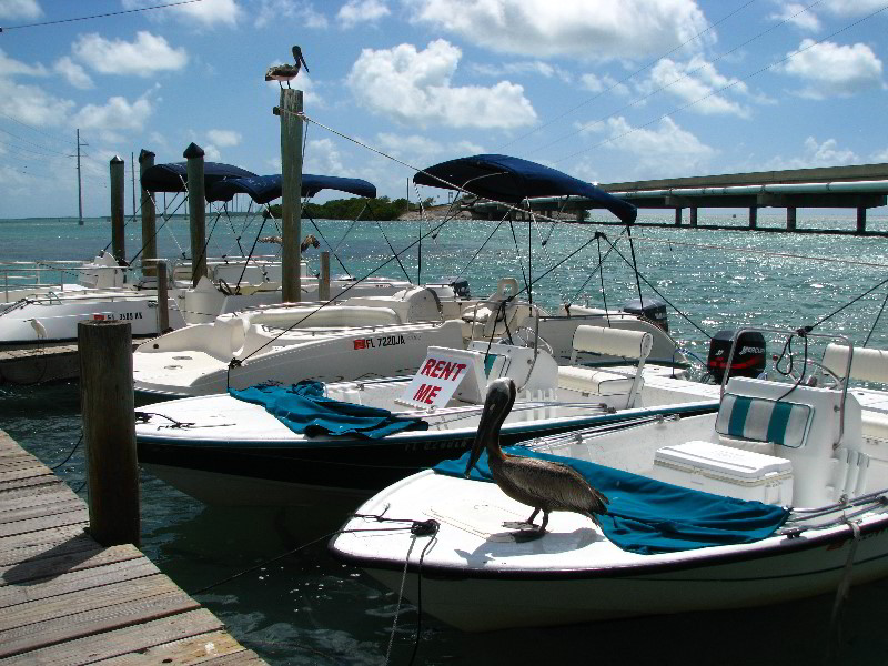 Robbies-Marina-Tarpon-Feeding-Islamorada-FL-010