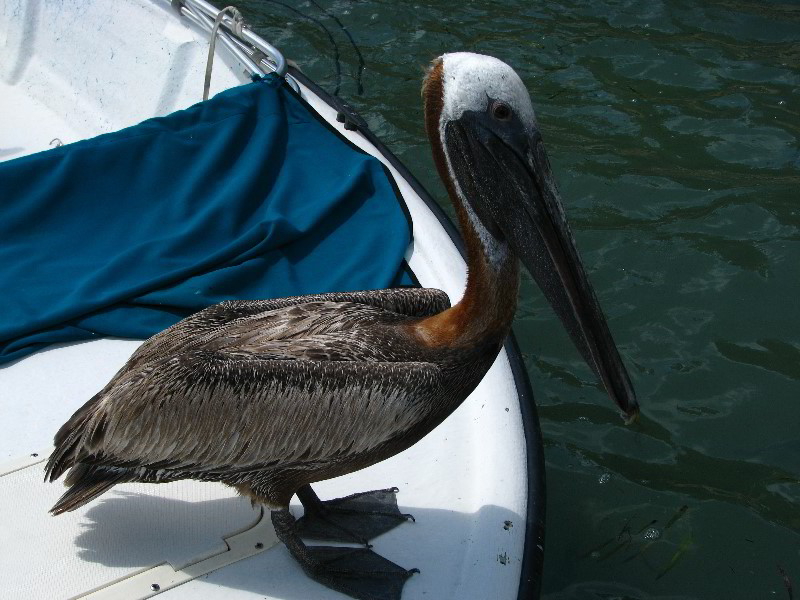 Robbies-Marina-Tarpon-Feeding-Islamorada-FL-011