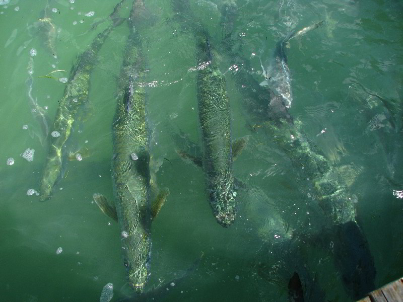 Robbies-Marina-Tarpon-Feeding-Islamorada-FL-012