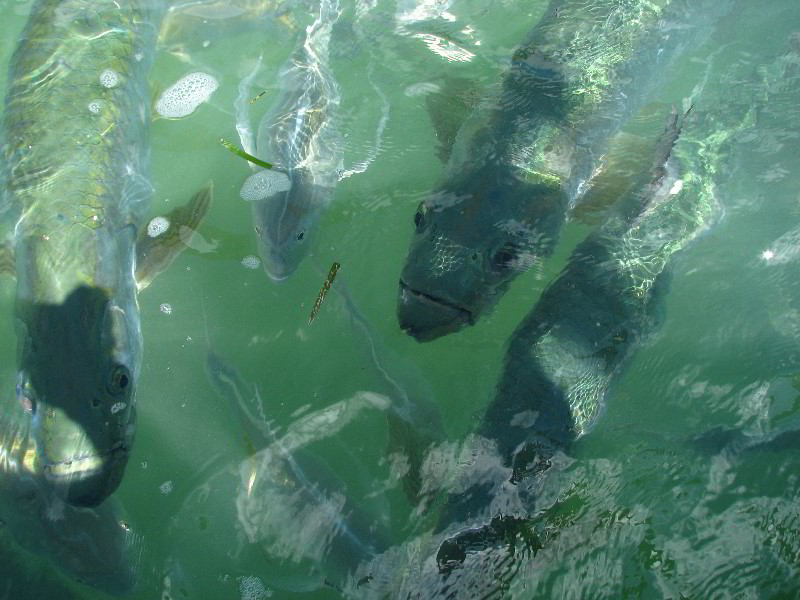 Robbies-Marina-Tarpon-Feeding-Islamorada-FL-013