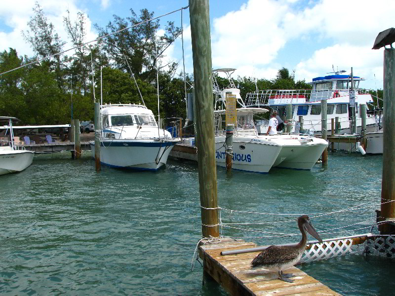 Robbies-Marina-Tarpon-Feeding-Islamorada-FL-014