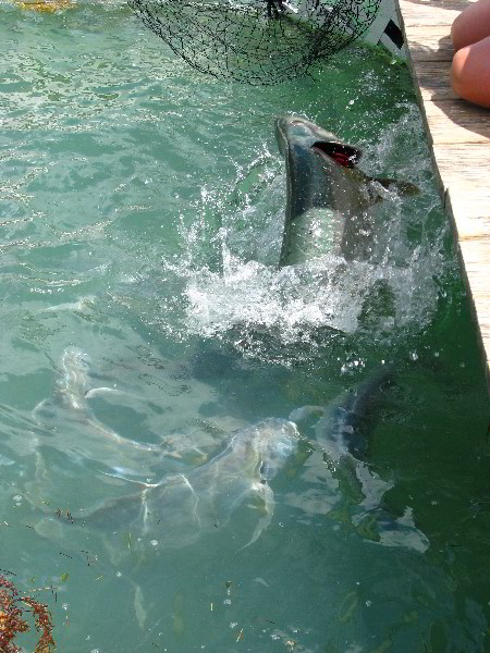 Robbies-Marina-Tarpon-Feeding-Islamorada-FL-017