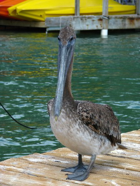 Robbies-Marina-Tarpon-Feeding-Islamorada-FL-018