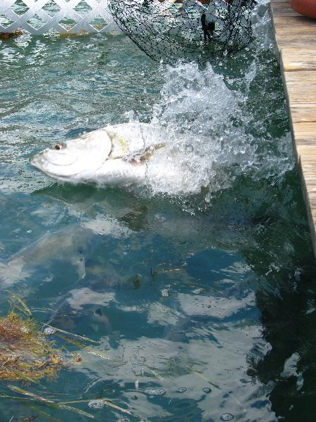 Robbies-Marina-Tarpon-Feeding-Islamorada-FL-019