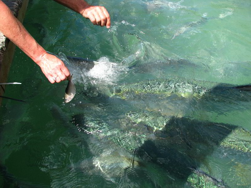 Robbies-Marina-Tarpon-Feeding-Islamorada-FL-022