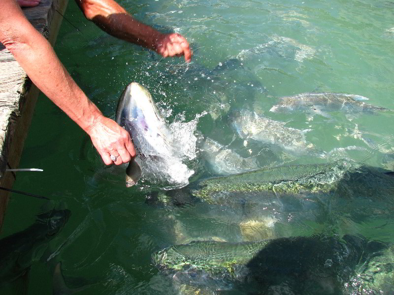 Robbies-Marina-Tarpon-Feeding-Islamorada-FL-023