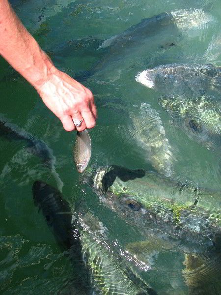 Robbies-Marina-Tarpon-Feeding-Islamorada-FL-024