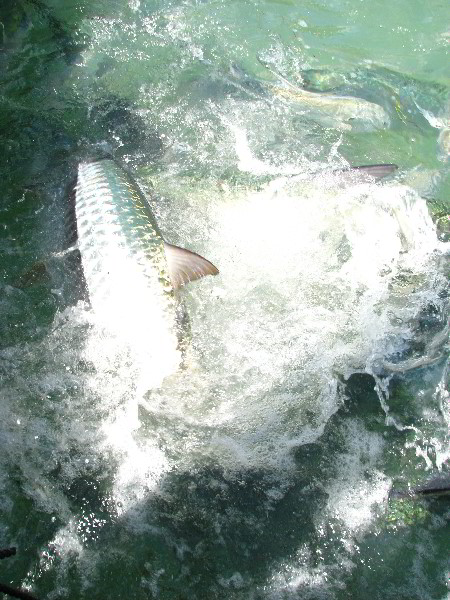 Robbies-Marina-Tarpon-Feeding-Islamorada-FL-026