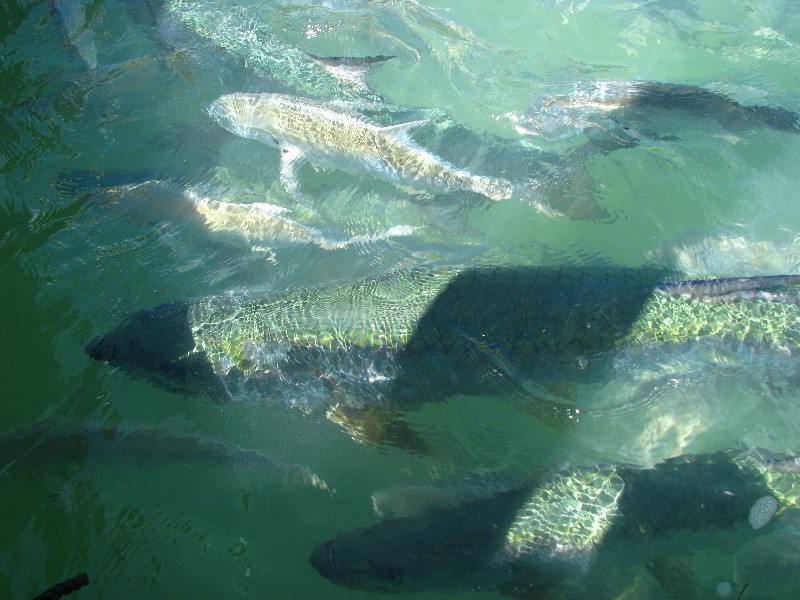 Robbies-Marina-Tarpon-Feeding-Islamorada-FL-027