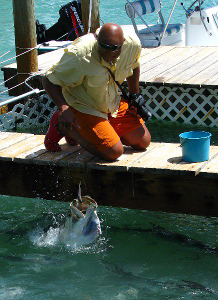 Robbies-Marina-Tarpon-Feeding-Islamorada-FL-028