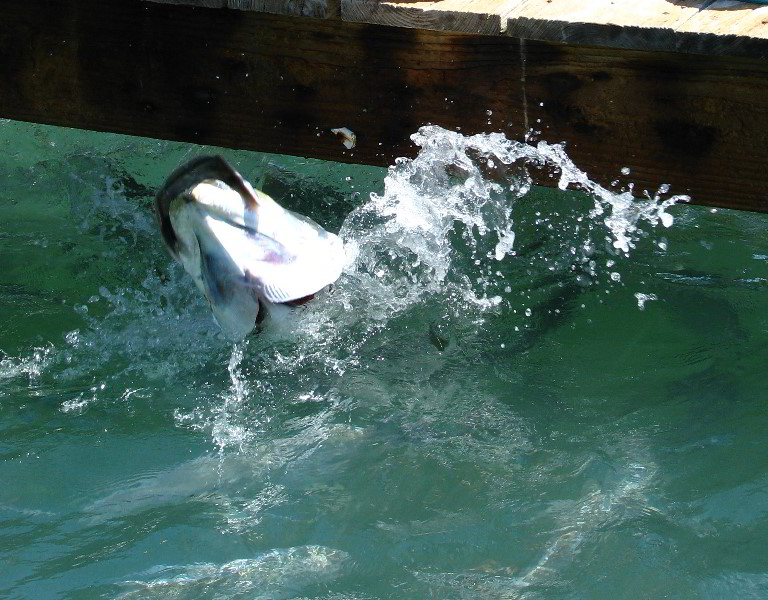 Robbies-Marina-Tarpon-Feeding-Islamorada-FL-029