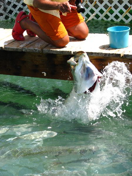 Robbies-Marina-Tarpon-Feeding-Islamorada-FL-030