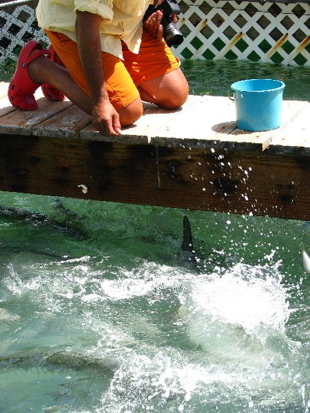 Robbies-Marina-Tarpon-Feeding-Islamorada-FL-031