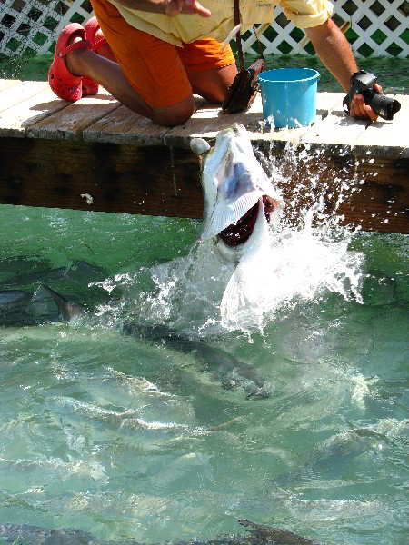 Robbies-Marina-Tarpon-Feeding-Islamorada-FL-032